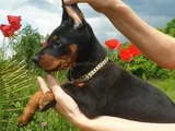 KALİTENİN ZiRVESİNDEN  KİNG DOBERMAN