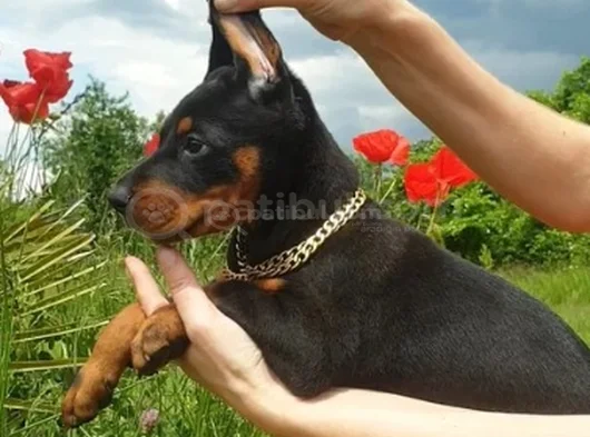 Kali̇teni̇n Zirvesi̇nden  Ki̇ng Doberman