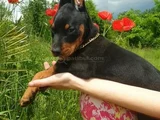Kali̇teni̇n Zirvesi̇nden  Ki̇ng Doberman