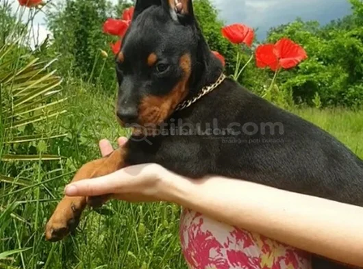 Kali̇teni̇n Zirvesi̇nden  Ki̇ng Doberman görsel