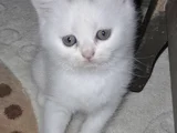 İnci̇ Taneleri̇ Scotti̇sh Bri̇ti̇sh Erkek Uygundur