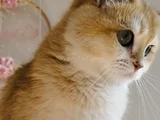 British Shorthair BRI Ny 12 dişi
