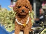 Safkan Toy Poodle Yavrular