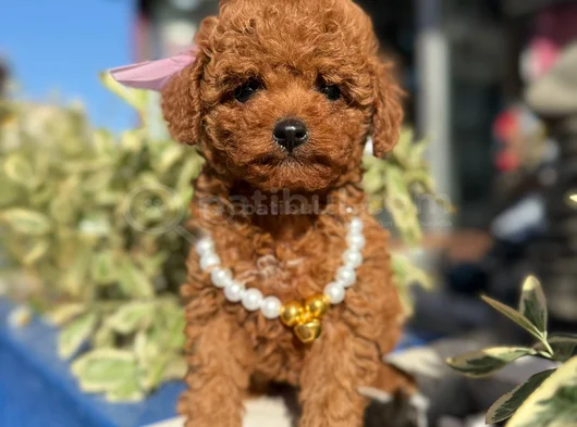 Safkan Toy Poodle Yavrular görsel