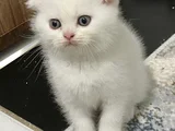 İNCİ TANELERİ SCOTTİSH BRİTİSH ERKEK UYGUNDUR