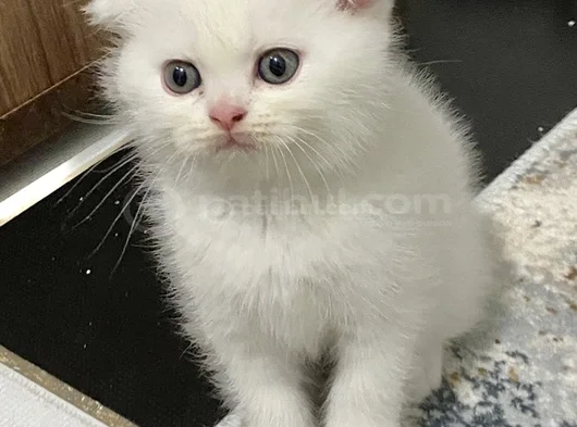 İnci̇ Taneleri̇ Scotti̇sh Bri̇ti̇sh Erkek Uygundur