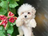 Teacup Maltese yavrular