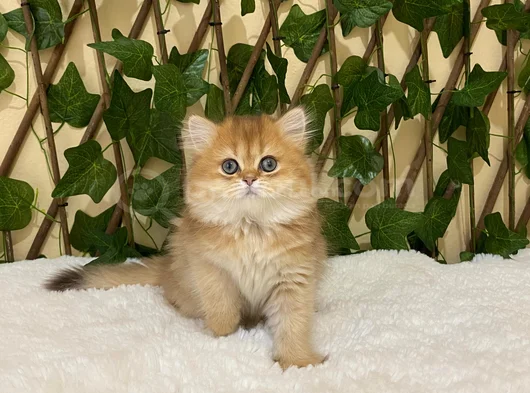 British Longhair Golden Dişi