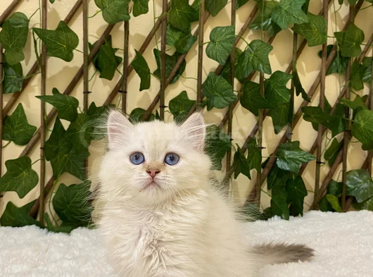 British Longhair Golden Point Dişi