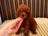 Mükenmel Ni̇rvana Poodle Yavrulari