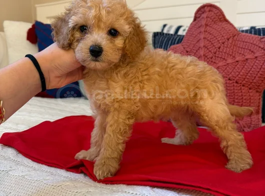 Mükenmel Ni̇rvana Poodle Yavrulari görsel