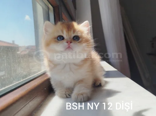 Safkan Show Kali̇te Golden Yavrular