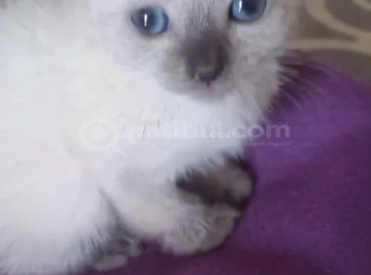 Scotish Fold Kırık Kulak görsel