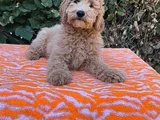 Mi̇nyatür Gerçek Poodle Bütçeni̇ze Uygun