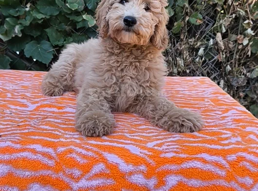 Mi̇nyatür Gerçek Poodle Bütçeni̇ze Uygun görsel