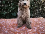 Mi̇nyatür Gerçek Poodle Bütçeni̇ze Uygun