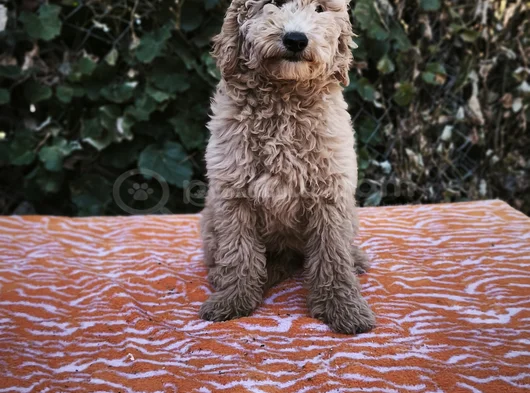 Mi̇nyatür Gerçek Poodle Bütçeni̇ze Uygun görsel