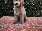 MİNYATÜR GERÇEK POODLE BÜTÇENİZE UYGUN