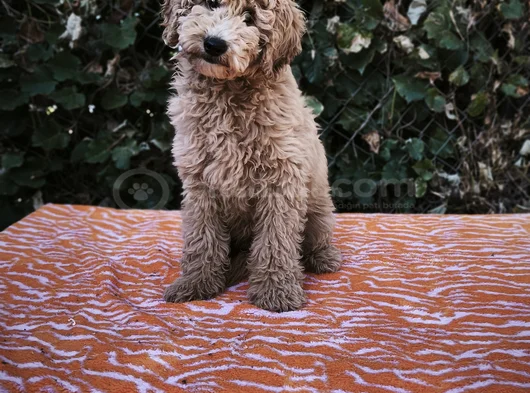 Mi̇nyatür Gerçek Poodle Bütçeni̇ze Uygun