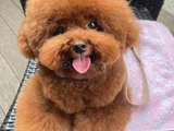 Kore toy poodle