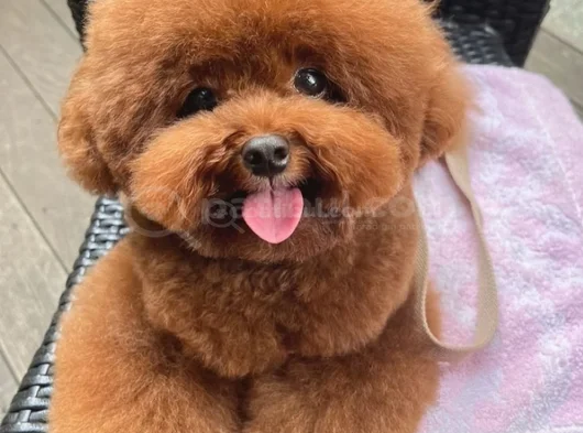 Kore Toy Poodle