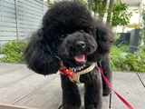 Kore Toy Poodle