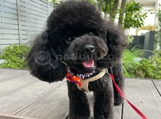Kore Toy Poodle görsel