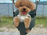 Kore Toy Poodle