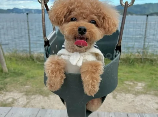 Kore Toy Poodle görsel
