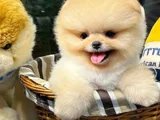Mini Boo