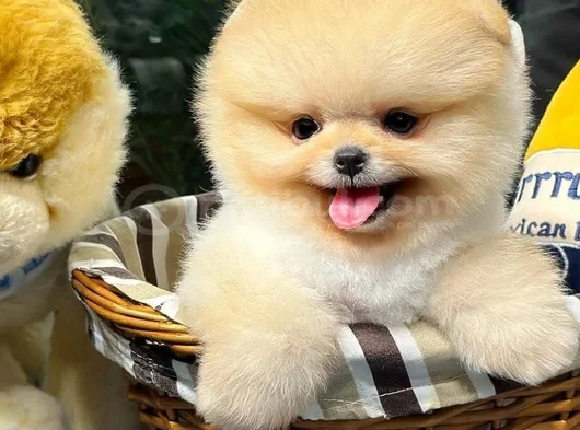 Mini Boo görsel