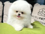 Mini Boo