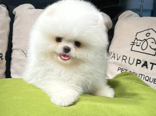 Mini Boo görsel