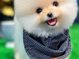 Mini Boo