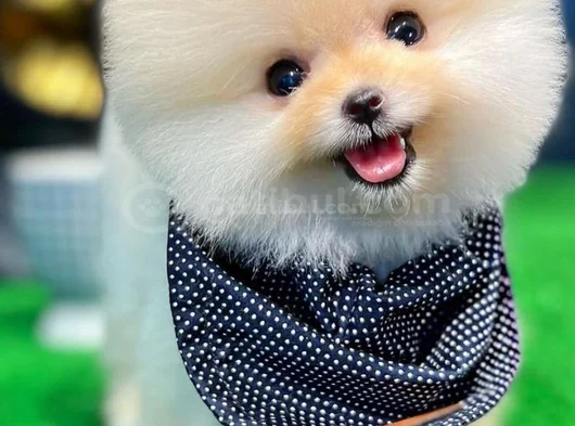Mini Boo görsel