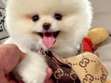 Mini boo