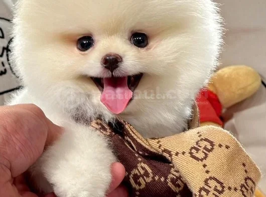 Mini Boo