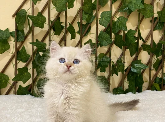 British Longhair Golden Point Dişi görsel