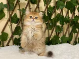 British Longhair Golden Dişi