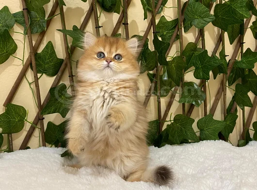 British Longhair Golden Dişi görsel