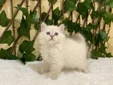British Longhair Golden Point Dişi