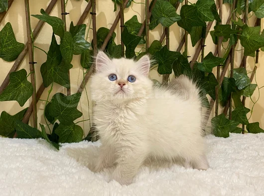 British Longhair Golden Point Dişi görsel