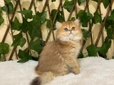 British Longhair Golden Dişi