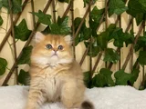 British Longhair Golden Dişi