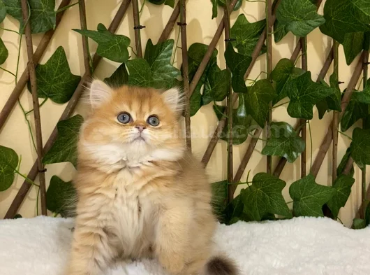 British Longhair Golden Dişi görsel