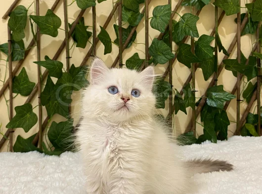 British Longhair Golden Point Dişi görsel