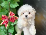 Teacup Maltese Yavrular