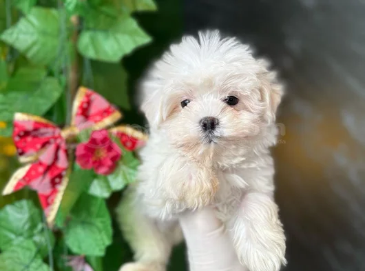 Teacup Maltese Yavrular görsel