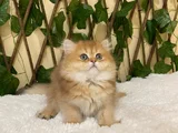 British Longhair Golden Dişi