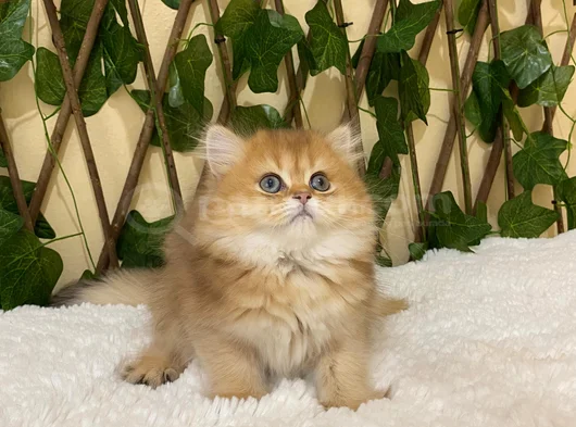 British Longhair Golden Dişi görsel